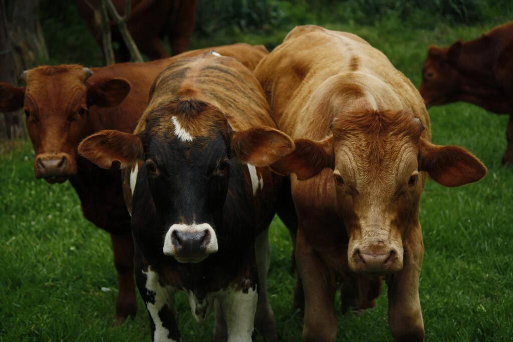 Sheeprun Farmstay Maclear Dış mekan fotoğraf